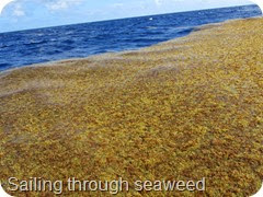 054 Sailing through Seaweed