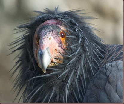 Amazing Animals Pictures California Condor (11)