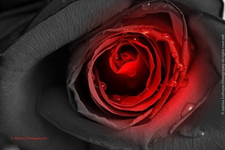 Rose_Black_1