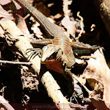 Lagarto endemico na região - Golfito - Costa Rica