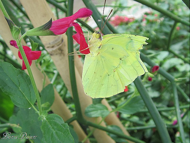 [LG_Butterfly_Green%255B8%255D.jpg]