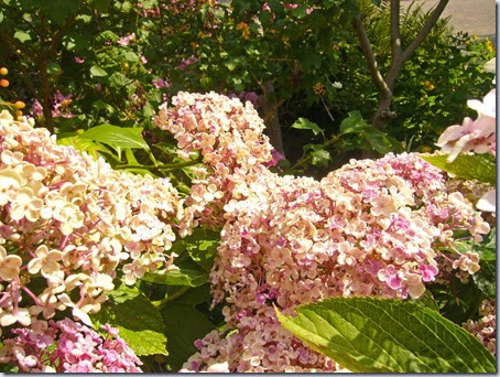 tuin-2 tuin-2