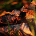 Leaves in the grass.jpg Leaves in the grass.jpg