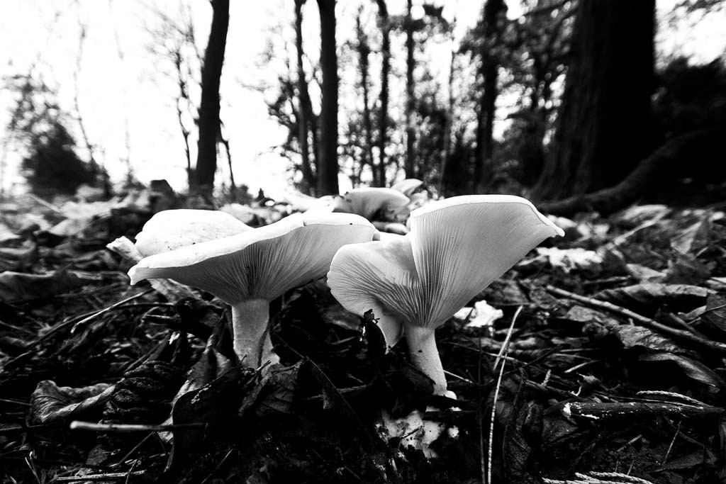 [Fleecy-Milk-Cap%255B3%255D.jpg]