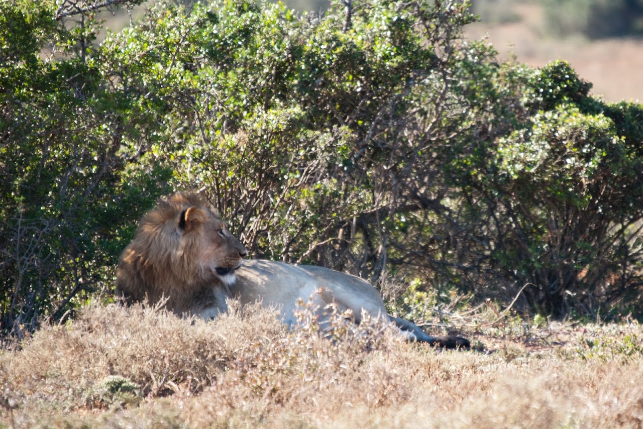 Lion at Addo