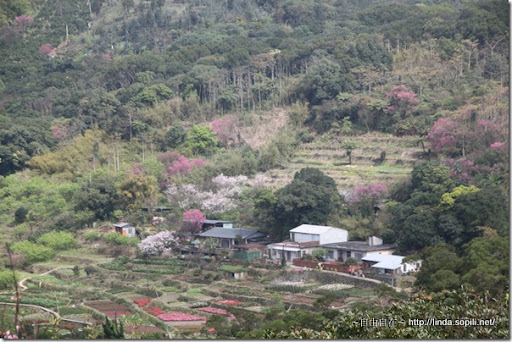 2010陽明山花季-山坡 2010陽明山花季-山坡