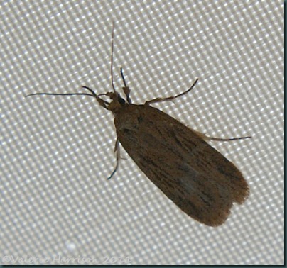 parsnip-moth