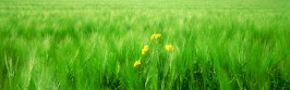 flower panoram_nebesnoe.info_39.jpg