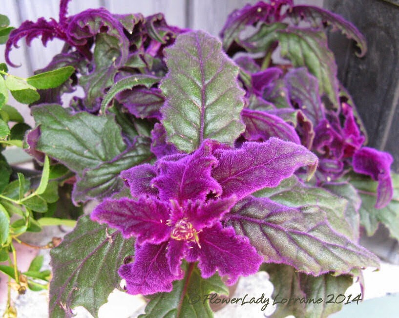 [04-23-purple-foliage%255B4%255D.jpg]