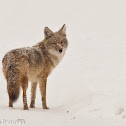 Coyote