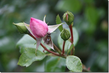 bloem en bij