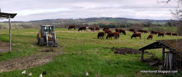 cows and chickens cows and chickens