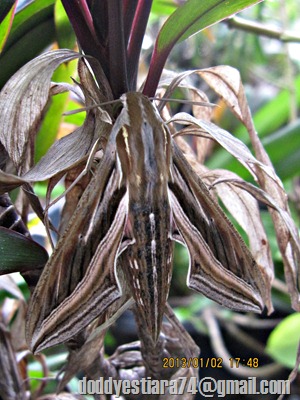 Ngengat Hippotion celerio atau Silver-striped Hawk-Moth / Vine Hawk-Moth (1)