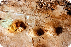 fossili fossili