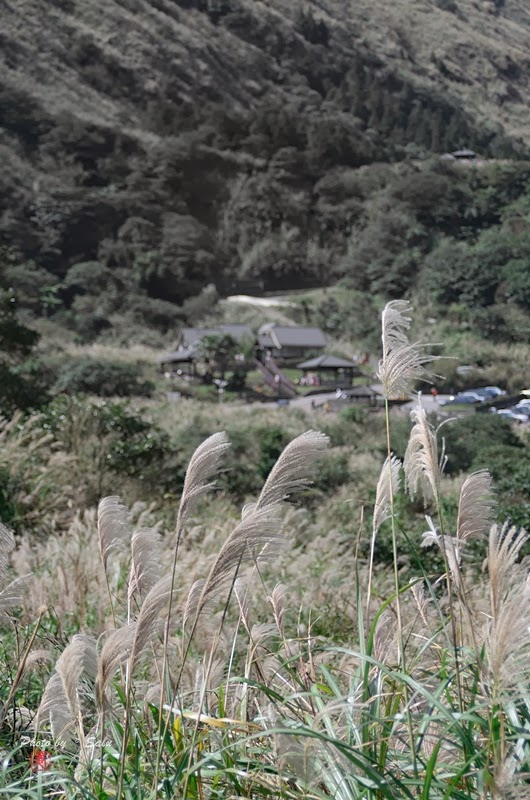 台北 陽明山 冷水坑 擎天崗 秋 芒