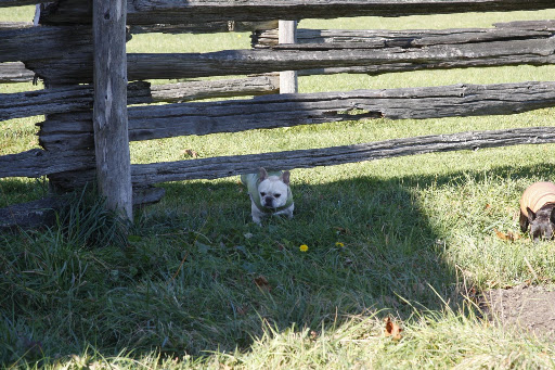 They're right here in this paddock but - ahhh!  This feels good on my back.