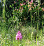 Orchidée (Orchis singe)