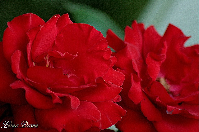 [CrimsonBouquet_Roses9.jpg]