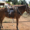 2EncontrodeMuladeiros-418.JPG