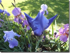 DSCF0496 DSCF0496