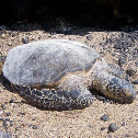 Green Sea Turtle
