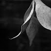 backyard and mirror-17.jpg