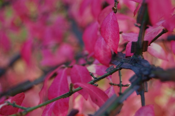 [Hot%2520pink%2520%25281%2529%255B5%255D.jpg]