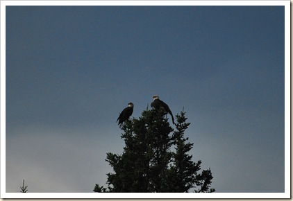 2 eagles sillouette in tree top