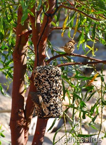6. Finches feeding-kab