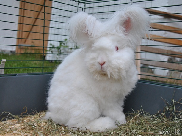 Buster 037 Buster 037