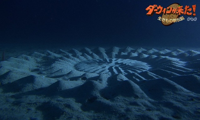 [underwater-mystery-circle-11%255B3%255D.jpg]