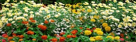 flower panoram_nebesnoe.info_36.jpg
