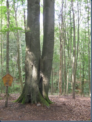 liebesbaum 005