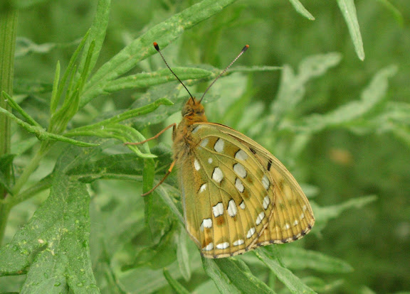 Argynnis (Fabriciana) aglaja L., 1758, femelle. Tigrovoy, 23 juin 2011. Photo : J. Michel