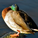 Mallard Duck