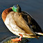 Mallard Duck