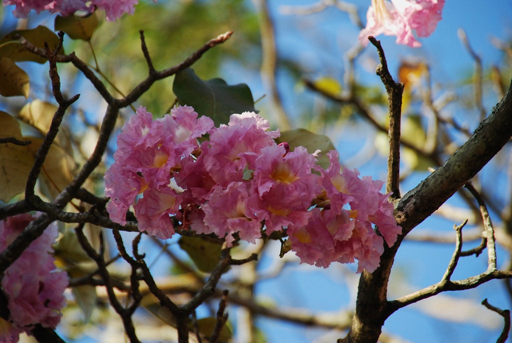 [DSC_9519%255B6%255D.jpg]