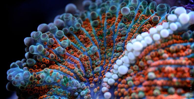 corals-6 corals-6