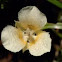 Mariposa lily
