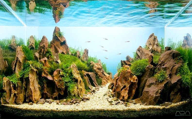 aquascaping-6