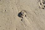 More than two thirds of snail species live underwater.  When people eat escargot, they are actually eating the land-dwelling variety.  They're usually coked with garlic butter or white wine and are considered a delicacy.
