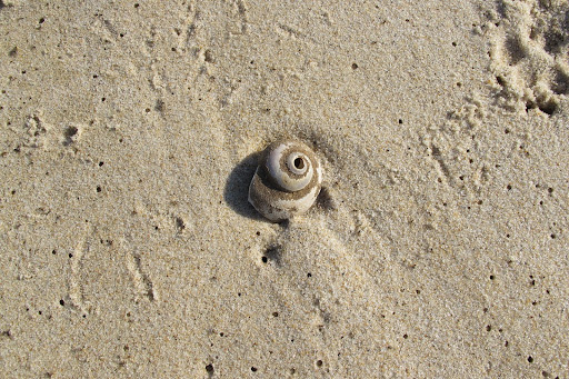More than two thirds of snail species live underwater.  When people eat escargot, they are actually eating the land-dwelling variety.  They're usually coked with garlic butter or white wine and are considered a delicacy.