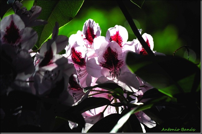 11 rhododendron x clivianum _DSC4531x1