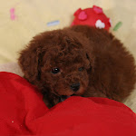 dog617-8.jpg