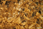 Thistle