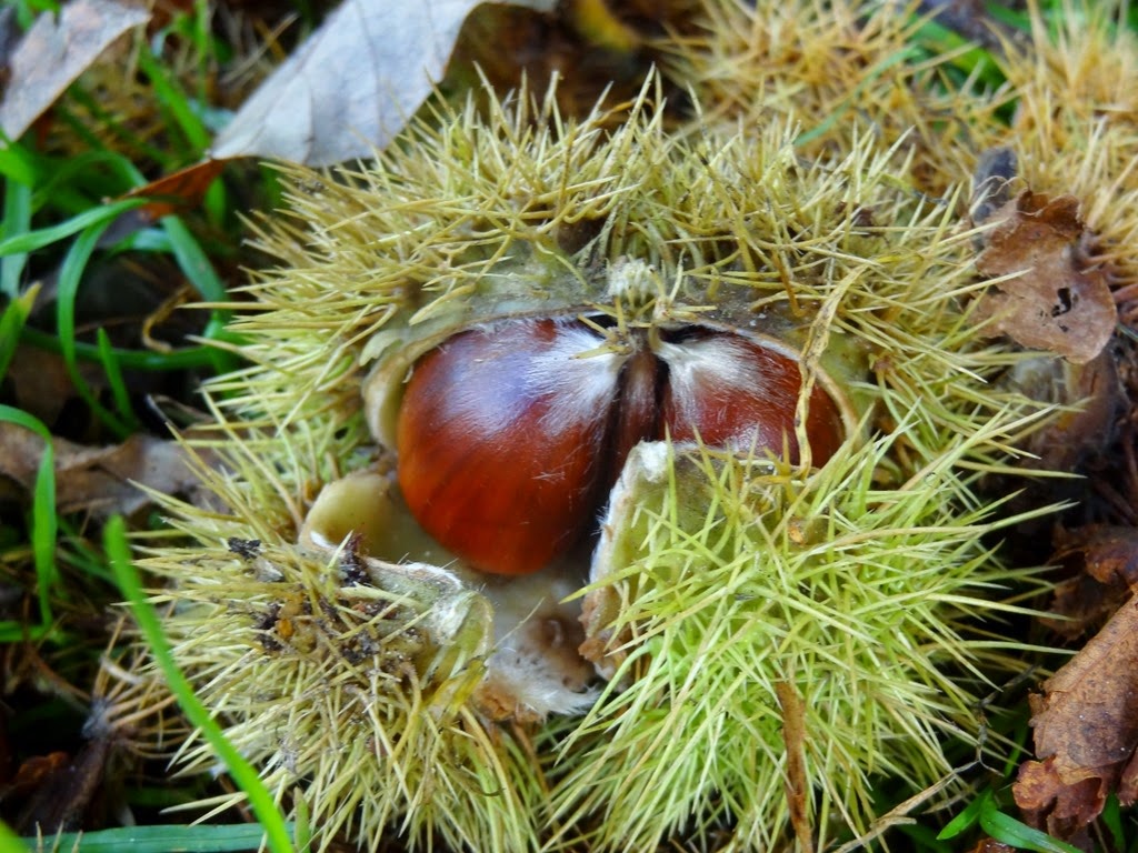 [DSC09071%2520%25281300x975%2529%255B4%255D.jpg]