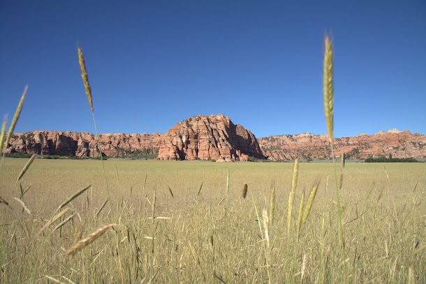 Farmers Field with Kolob Rock Backdrop