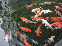 die fische vor dem bank-tower
