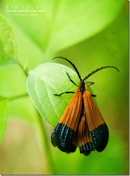 orange bug