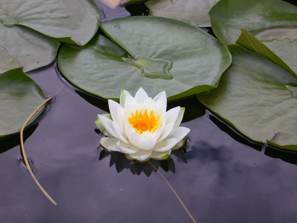 [flordelotus2%255B3%255D.jpg]